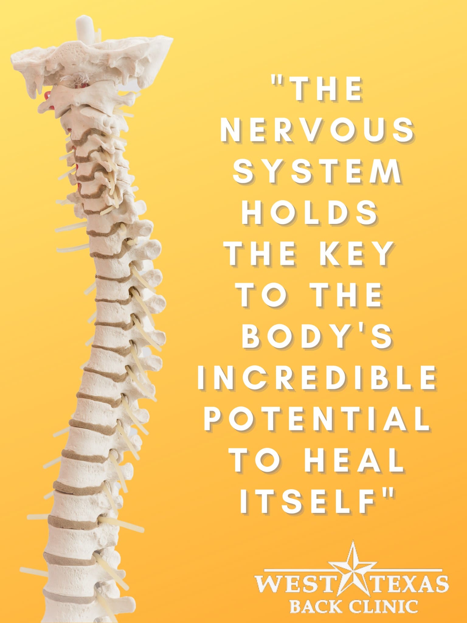 Nervous System infographic by West Texas Back Clinic